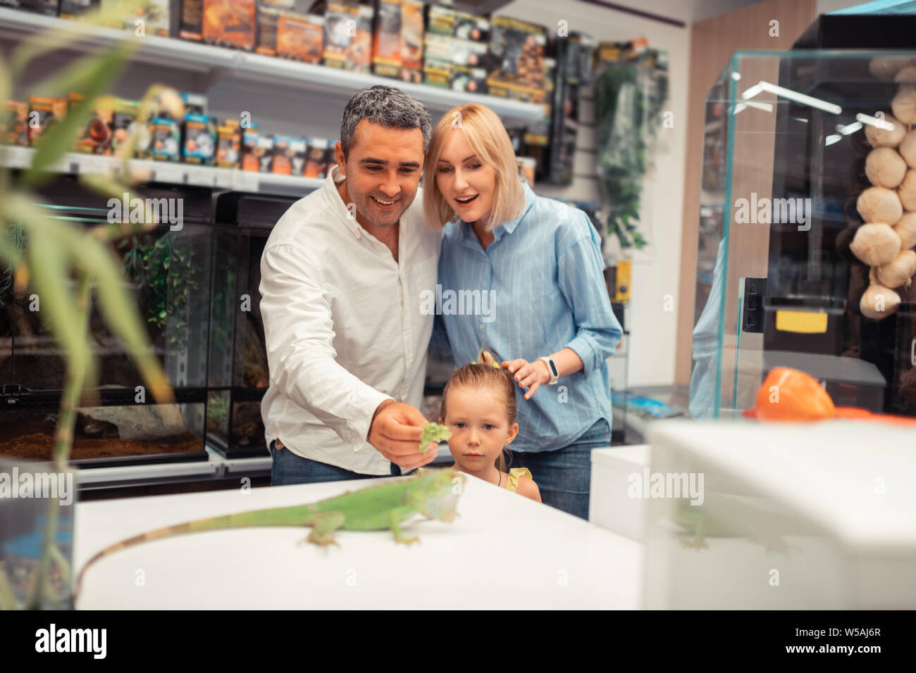 Parents and daughter feeding involved in feeding little iguana Stock Photo