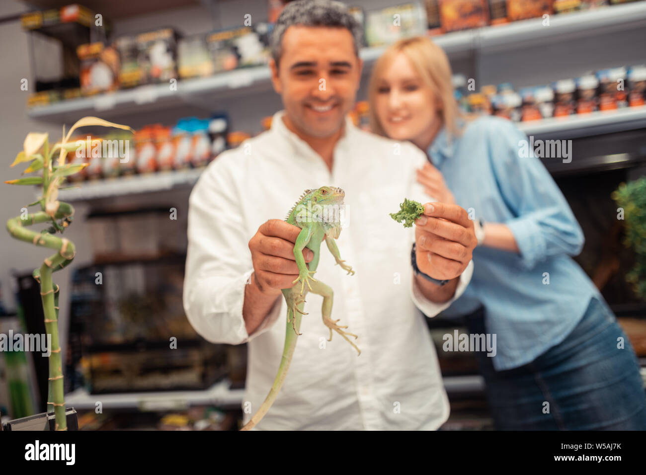Close up of little green iguana eating lettuce in hands of man Stock Photo
