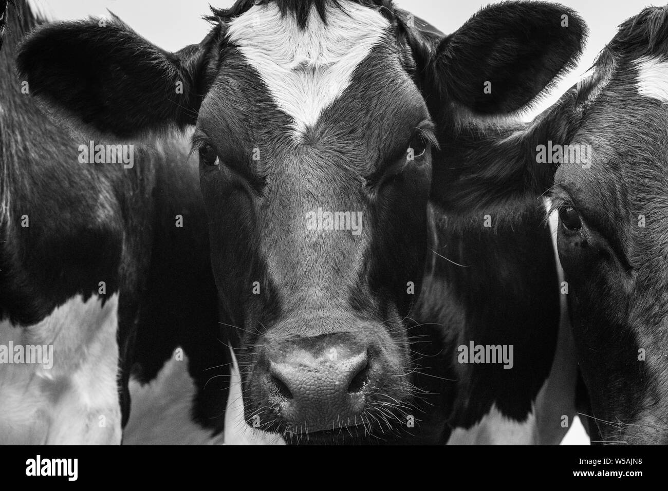 Cow face Black and White Stock Photos & Images Alamy