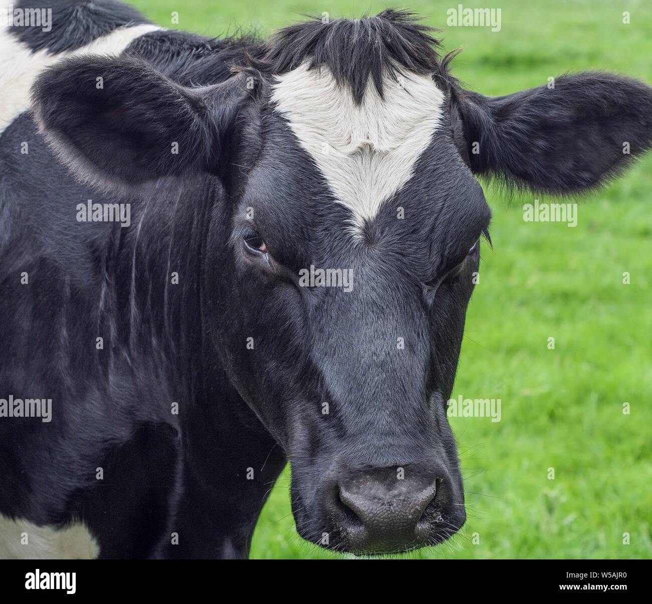 Cow head black and white hires stock photography and images Alamy