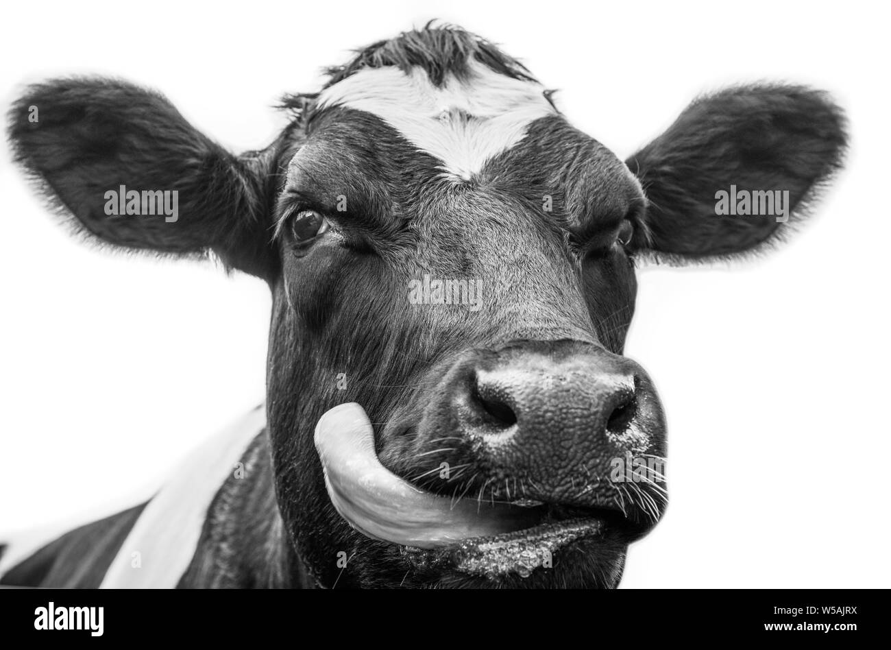Beef cattle production Black and White Stock Photos & Images - Alamy