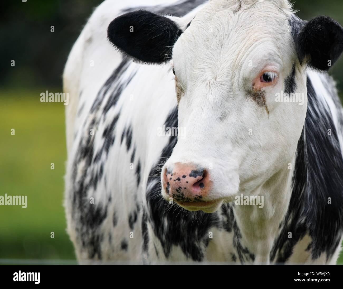 A close up photo of a black and white cow Stock Photo