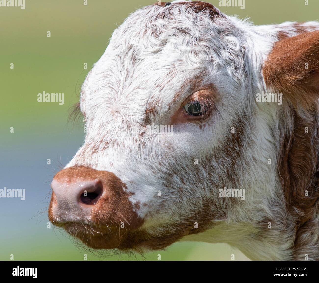 A close up photo of a Longhorn Cow Stock Photo
