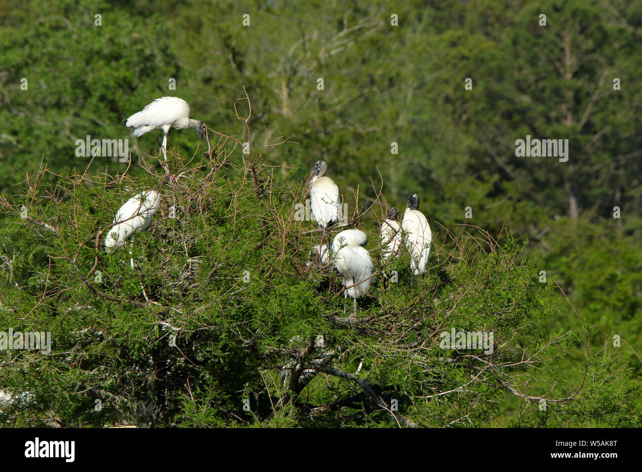 Six storks roosting on and island, in a pond, in the Harris Neck National Wildlife Refuge, Georgia Stock Photo