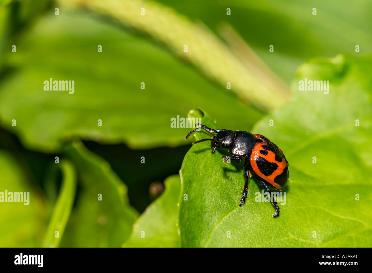 Swamp Milkweed Leaf Beetle (Labidomera clivicollis) Stock Photo