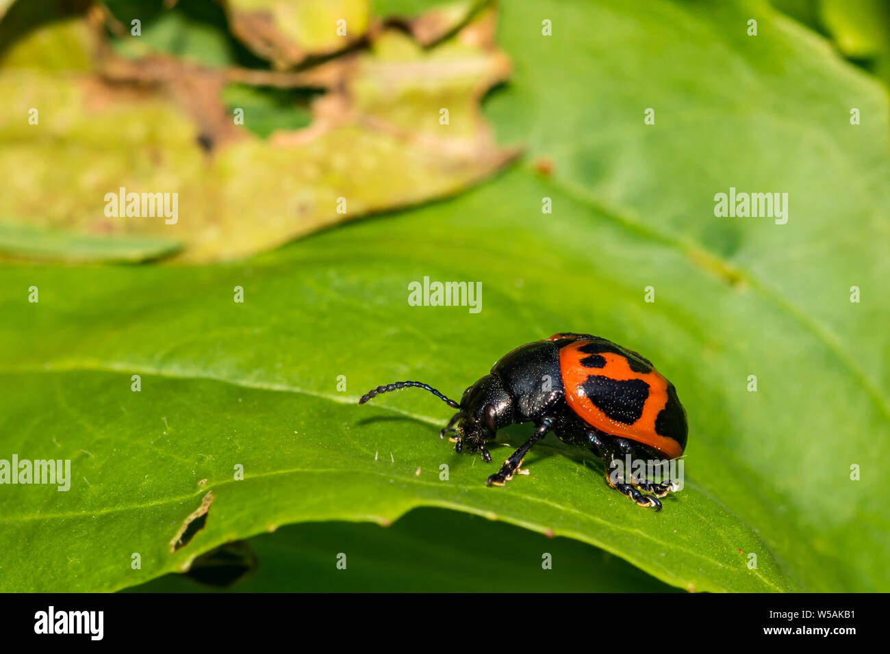 Swamp Milkweed Leaf Beetle (Labidomera clivicollis) Stock Photo