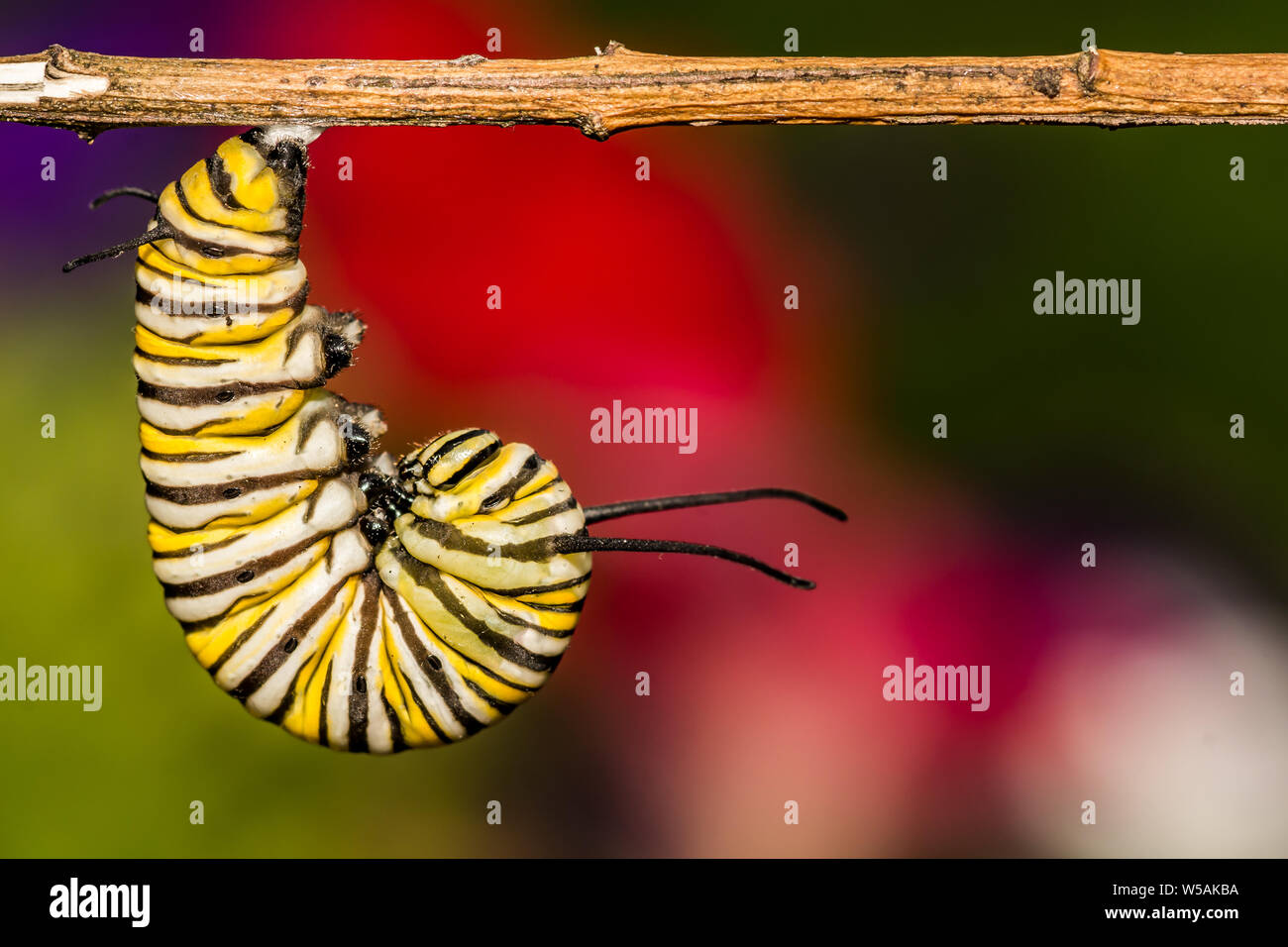A close up of a pupating Monarch Caterpillar (Danaus plexippus) Stock Photo