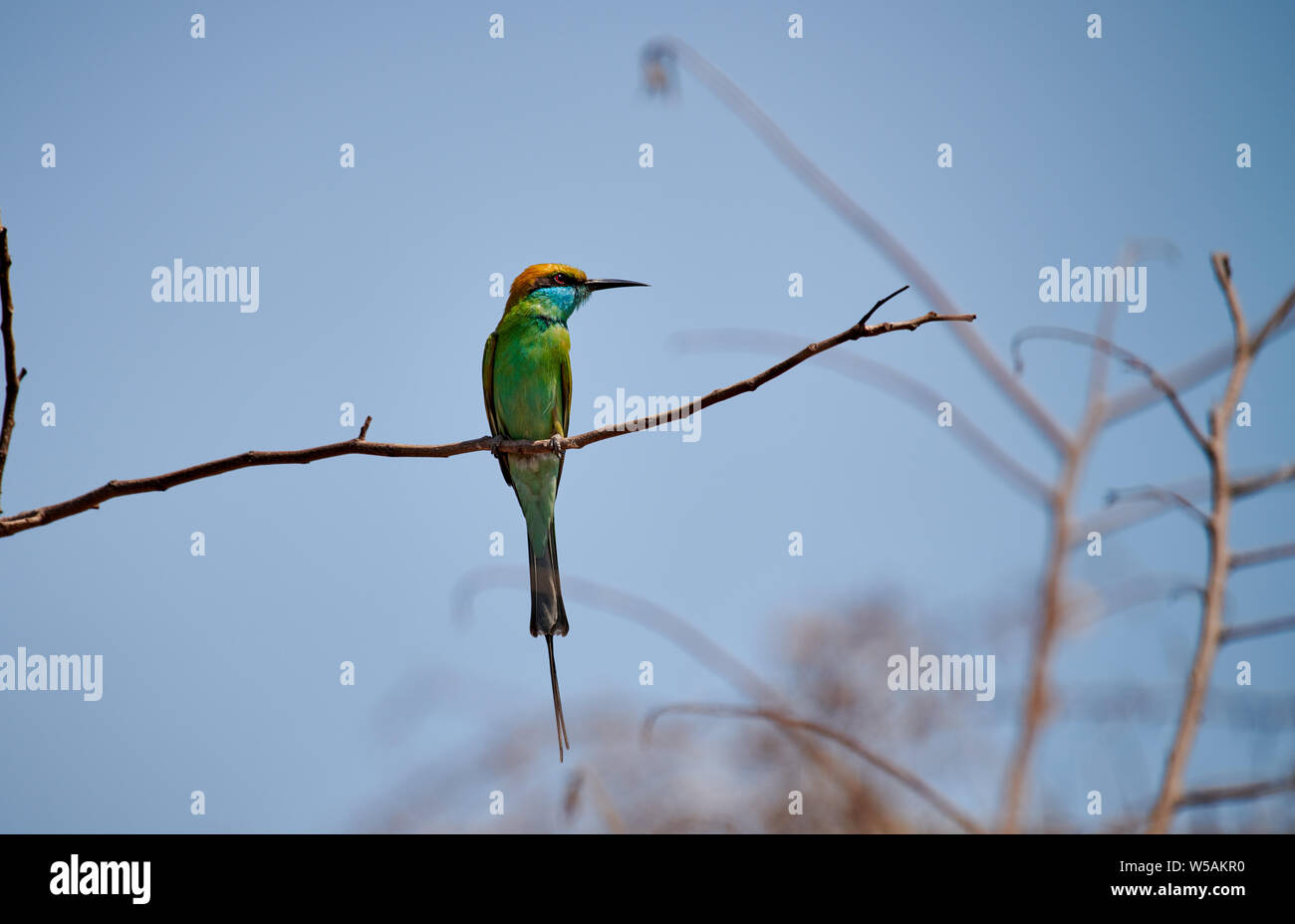 Green bee-eater, Merops orientalis, Daroji Bear Sanctuary, Hampi, Karnataka, India Stock Photo