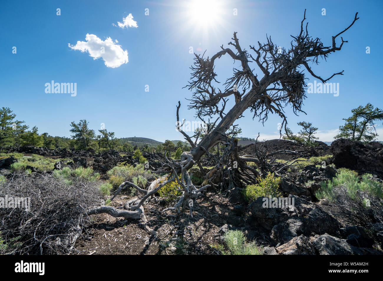 Devils Orchard trail in Craters of the Moon National Monument near Arco, Idaho. Desert sagebrush and volcanic rock surrounded the paved walking path Stock Photo