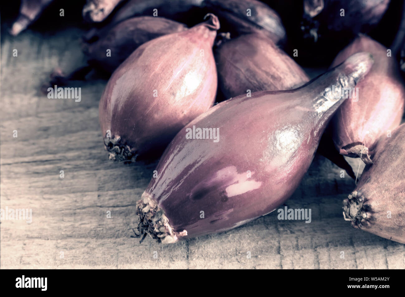 Seed small purple onion bulbs for planting in soil Stock Photo Alamy