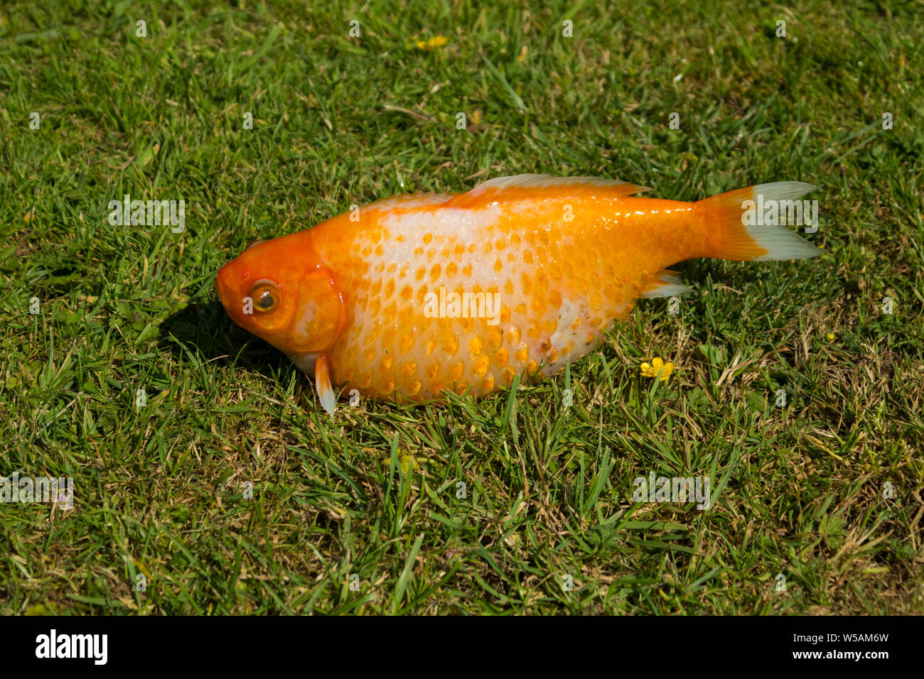 Goldfish with Dropsy Stock Photo