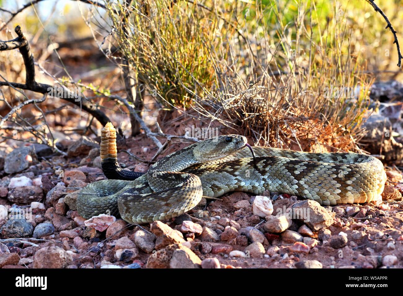 Eastern blacktailed rattlesnake (Crotalus ornatus) on desert ground
