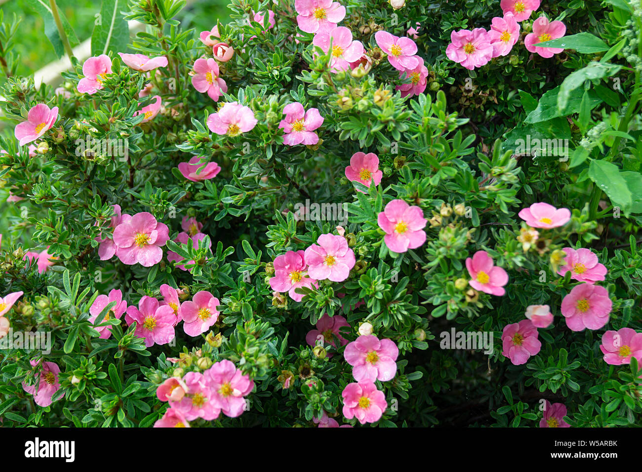 Potentilla fruticosa in year garden on background green sheet. Natural background from colour Stock Photo