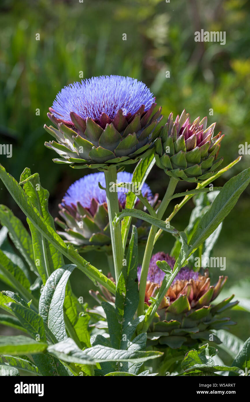 Cardoon (Cynara cardunculus), also called the globe artichoke, is a thistle in the sunflower family. Stock Photo
