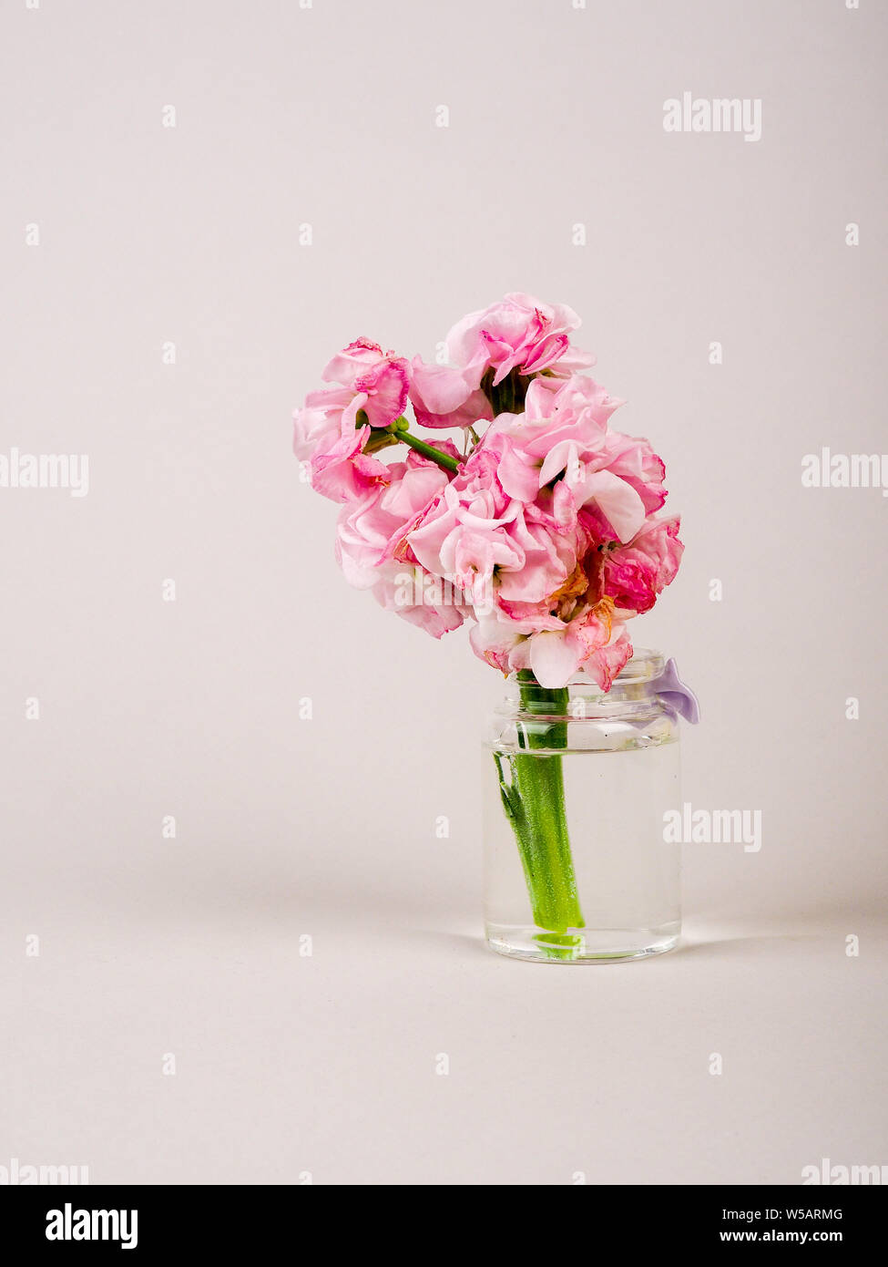 beautiful pink flowers in a bottle on a uniform background. copy space. Stock Photo