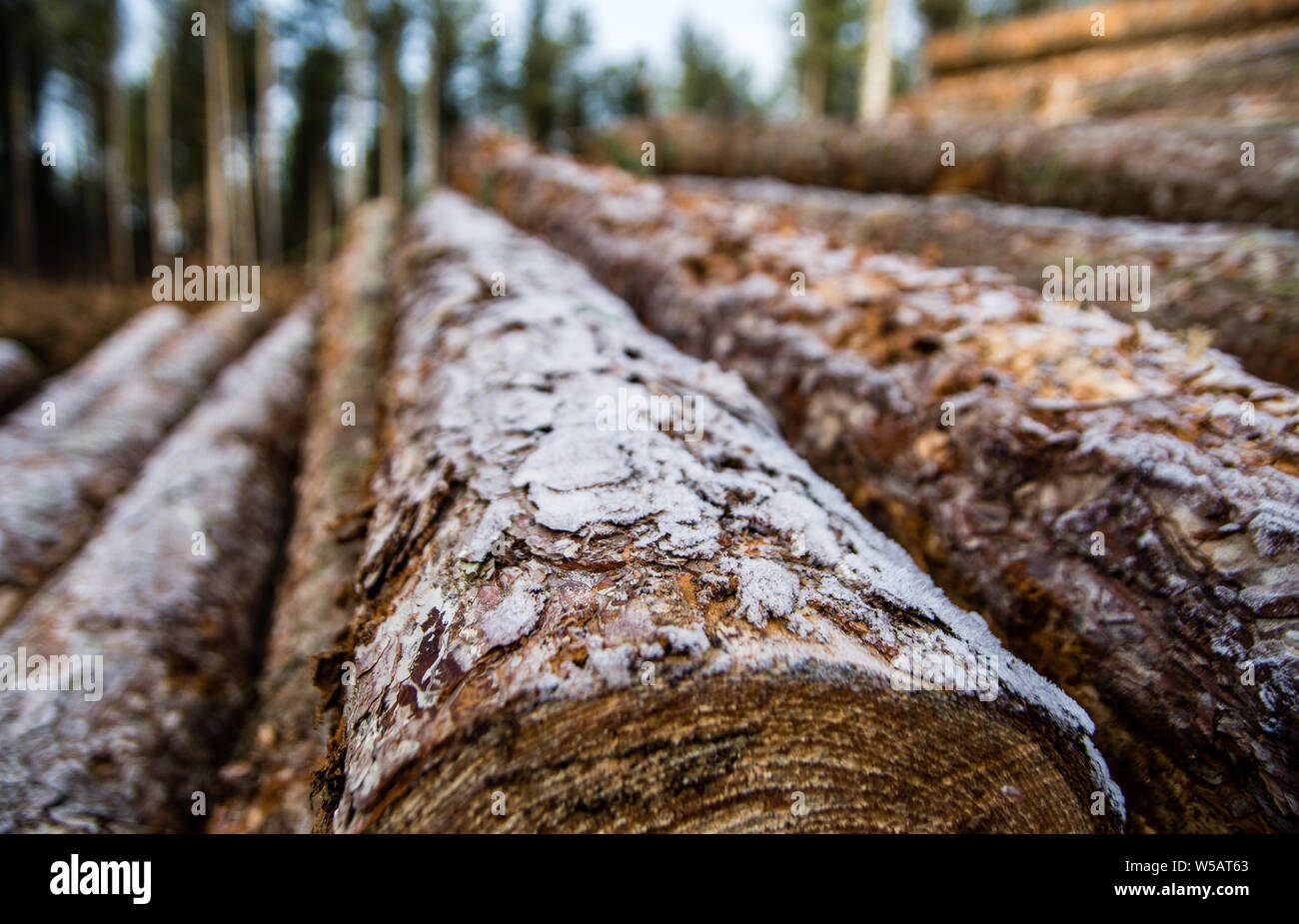 UK tree and forest logging. Log piles stacked on Cannock Chase