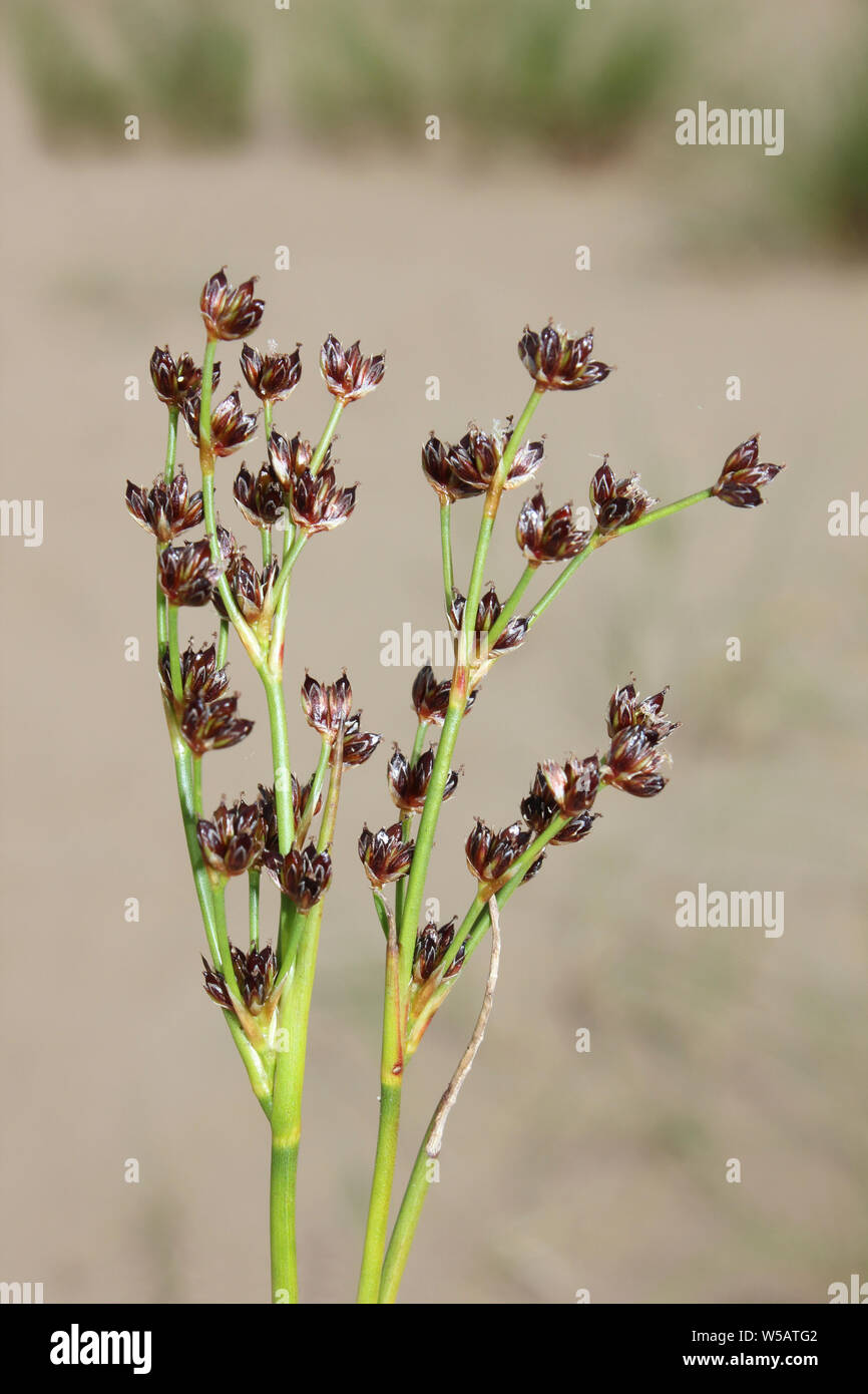 Sea Rush Juncus maritimus Stock Photo