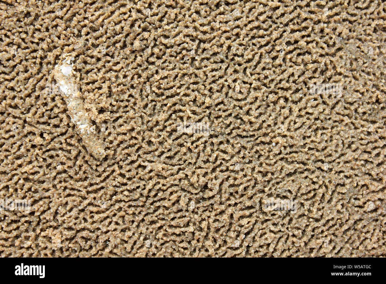Sand Patterns and a Lone Sand Mason Worm Tube Lanice conchilega Stock Photo