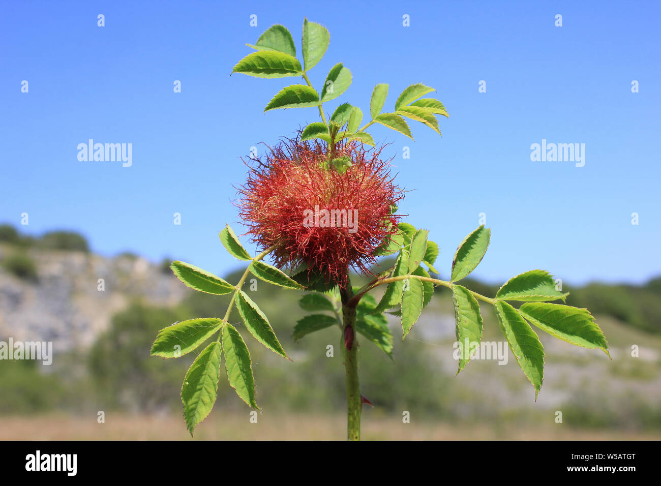 A Bedeguar Gall (also known as Robin's Pincushion Gall) On Dog Rose (Rosa canina) Caused by the  Hymenopteran Gall Wasp Diplolepis rosae Stock Photo