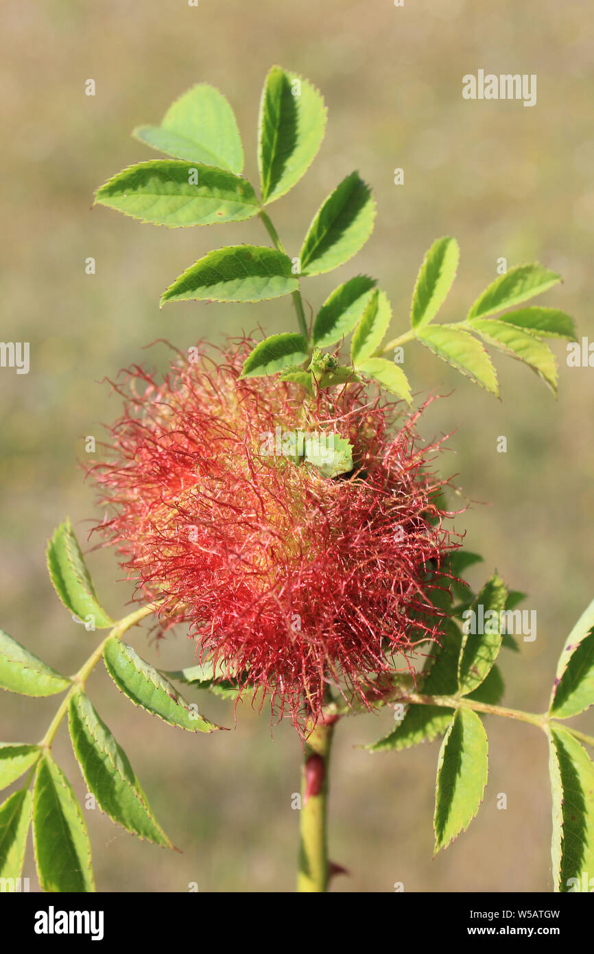 A Bedeguar Gall (also known as Robin's Pincushion Gall) On Dog Rose (Rosa canina) Caused by the  Hymenopteran Gall Wasp Diplolepis rosae Stock Photo