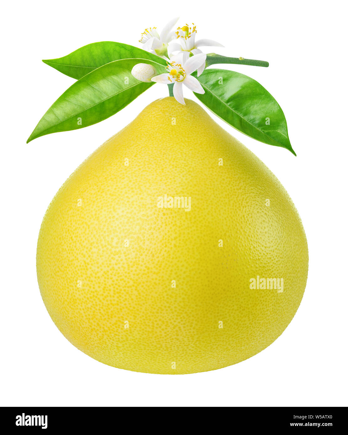 Isolated pomelo (pummelo) citrus fruit. Fresh pomelo hanging on a ...
