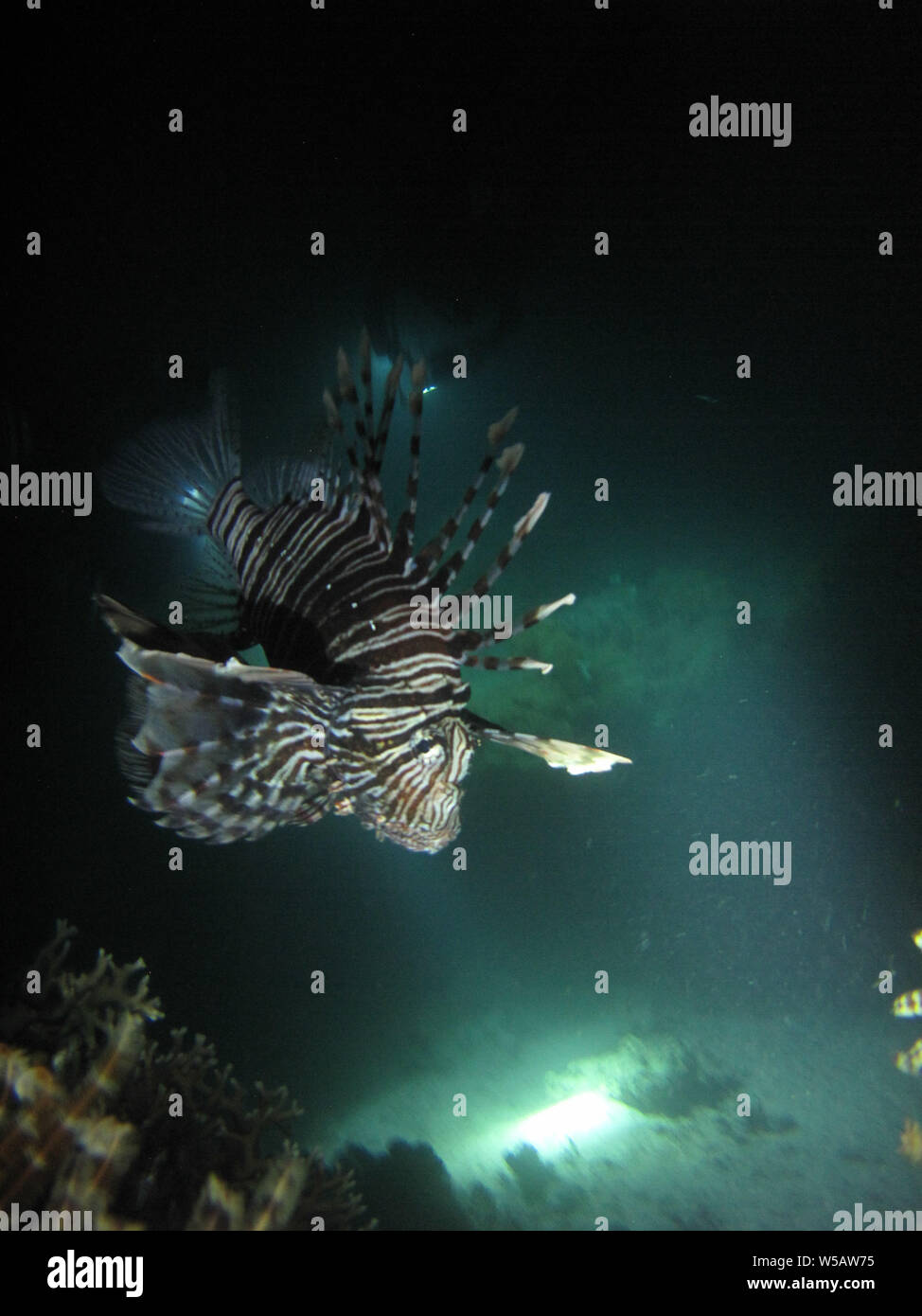 The poisonous lionfish (Pterois volitans) hunting during a night dive in Yanbu, Saudi Arabia Stock Photo