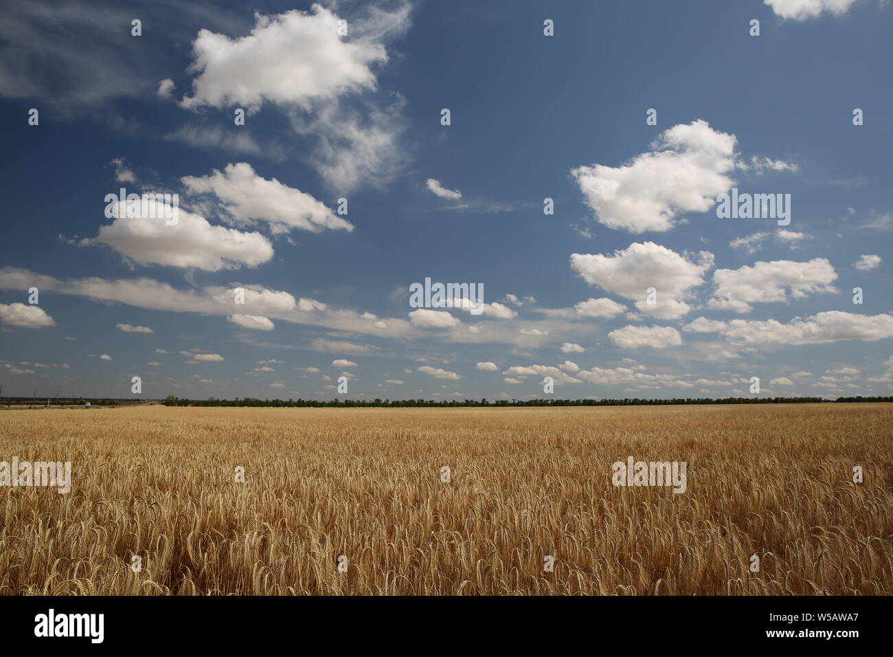 Ear wheat field on background hi-res stock photography and images - Alamy