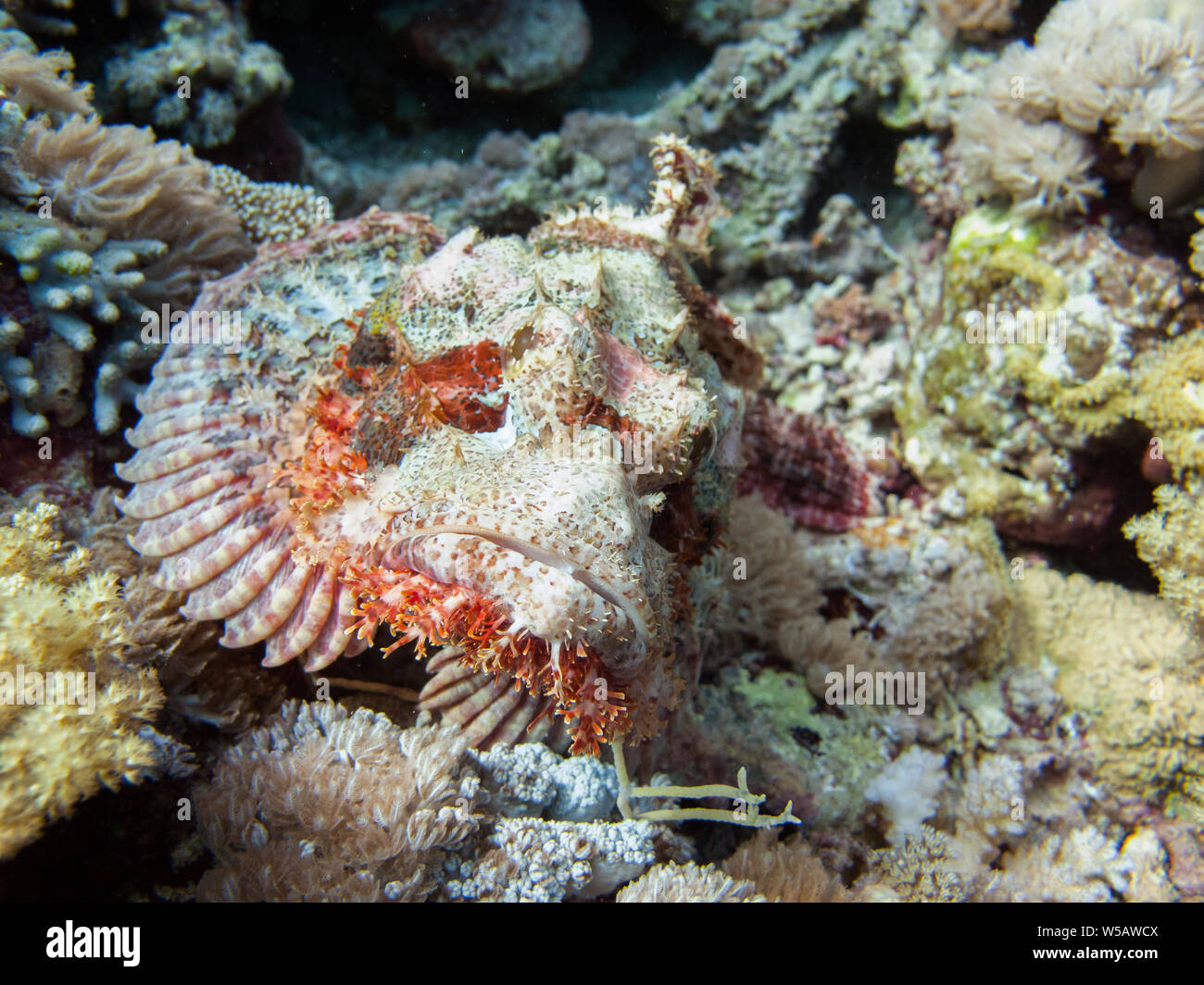 A scorpionfish (scorpaena scrofa), an uggly fish perched on the seabed ...