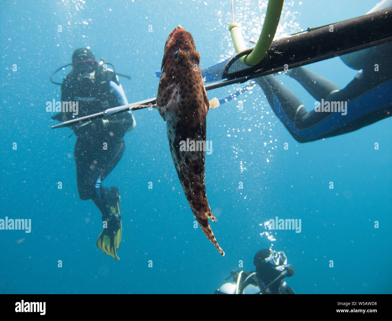 A diver fishing with harpoon irregularly a fish (Hemichromis bimaculatus), in the Red Sea off the coast of Saudi Arabi. Stock Photo
