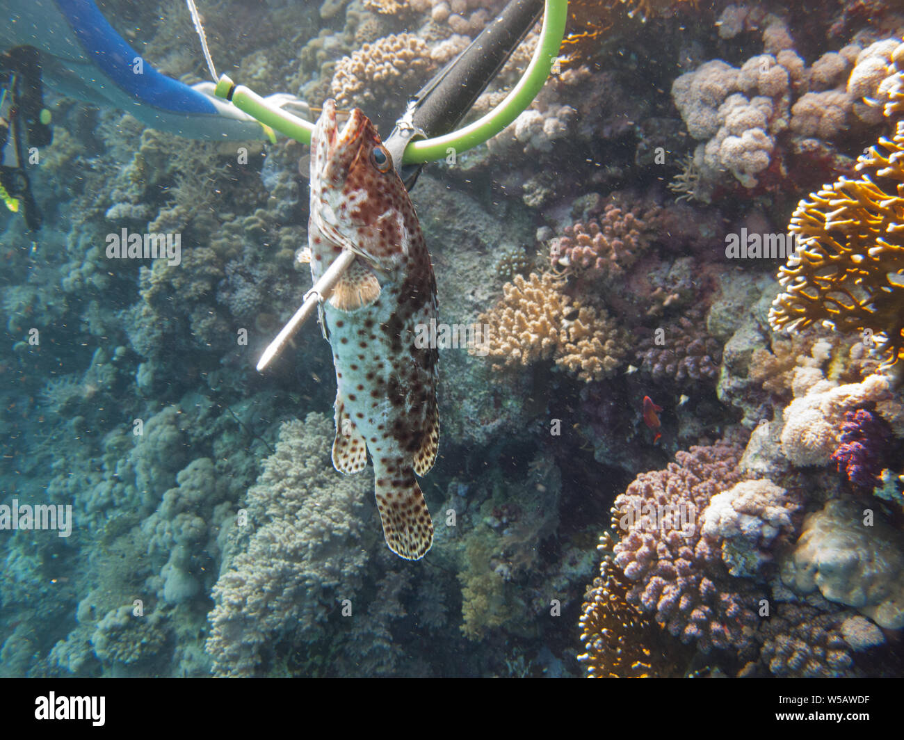 A diver fishing with harpoon irregularly a fish (Hemichromis bimaculatus), in the Red Sea off the coast of Saudi Arabi. Stock Photo