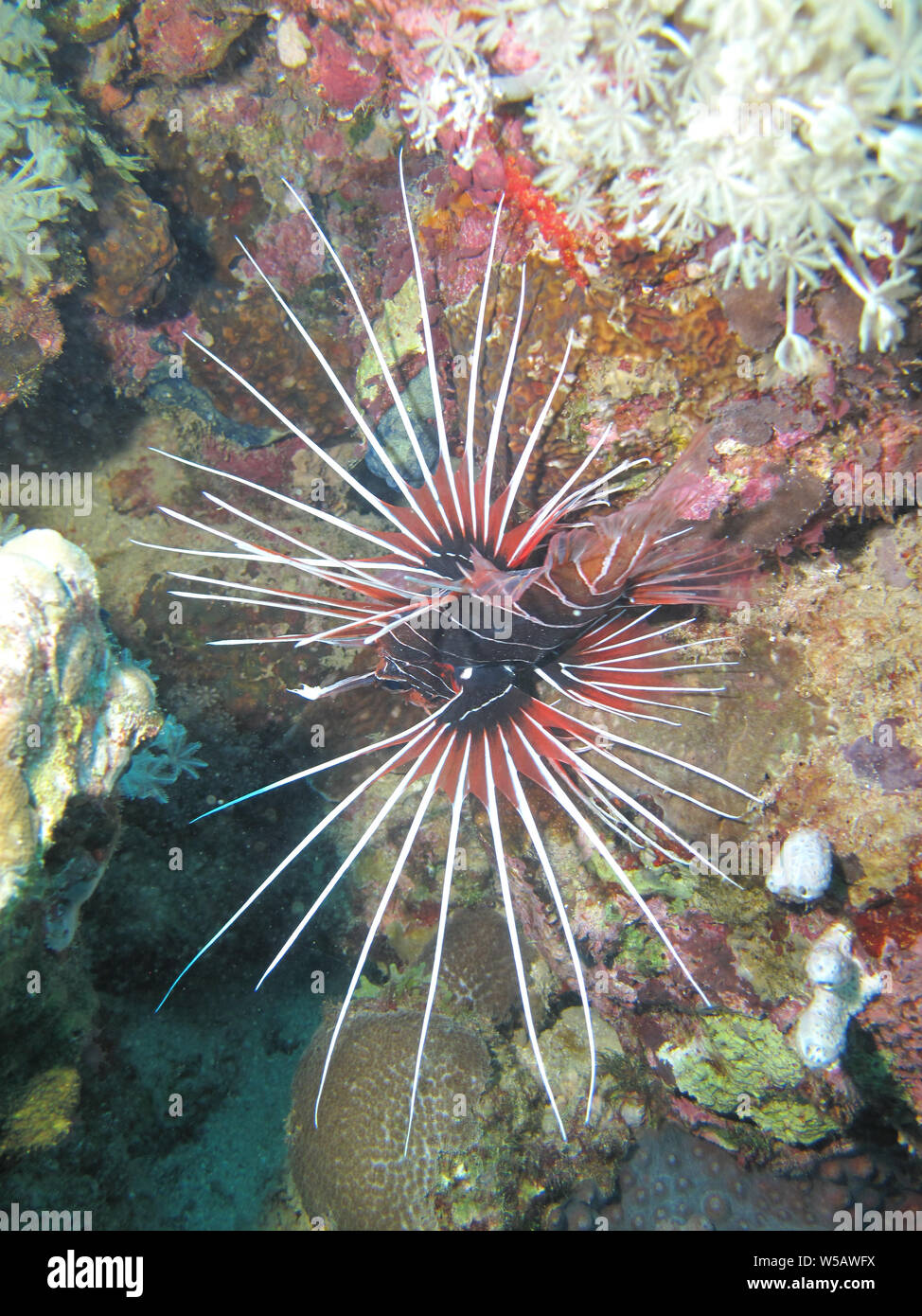 A lionfish (Pterois miles), in the Red Sea off the coast of Yanbu, in Saudi Arabia. Stock Photo