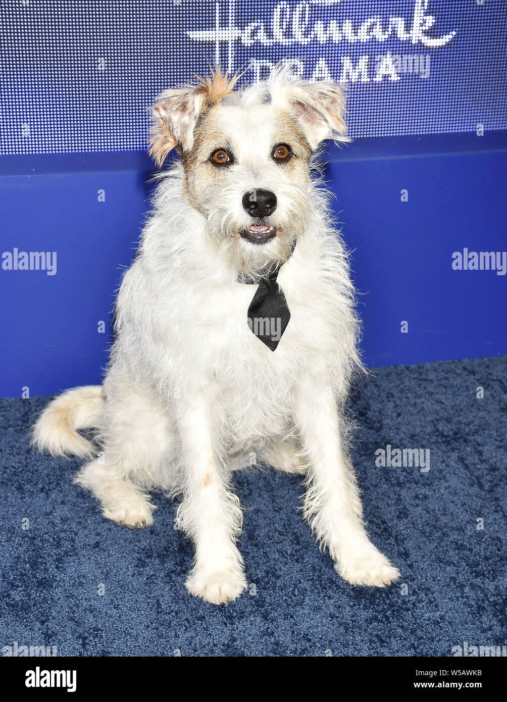 BEVERLY HILLS, CA - JULY 26: Happy the Dog attends the Hallmark Channel and Hallmark Movies & Mysteries Summer 2019 TCA Press Tour Event held at a private residence on July 26, BEVERLY HILLS, CA - JULY 26: Happy the Dog attends the Hallmark Channel and Hallmark Movies & Mysteries Summer 2019 TCA Press Tour Event held at a private residence on July 26,