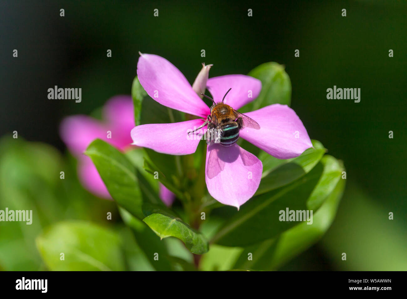 Catharanthus roseus, Pink vinca, Pink Periwinkle Flower with Bee Stock