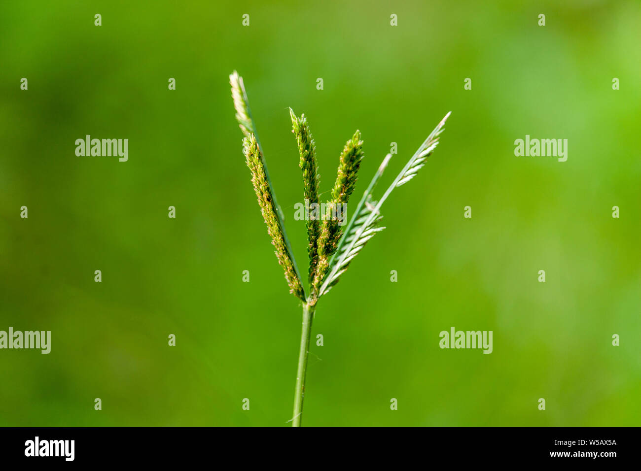 Beautiful Durban grass Flower with Green Background in the Field Stock