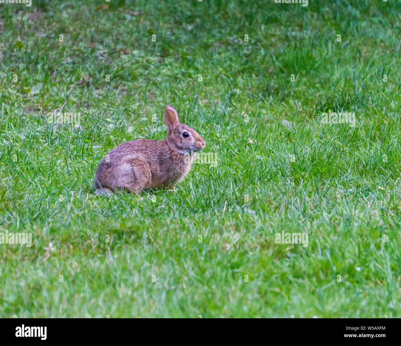 Seattle rabbit hi-res stock photography and images - Alamy