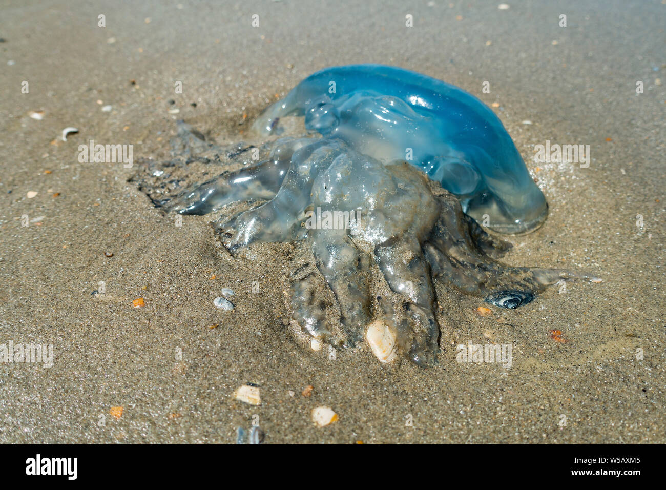 Barrel jellyfish / dustbin-lid jellyfish / frilly-mouthed jellyfish (Rhizostoma pulmo) washed ashore on the beach along the North Sea coast in summer Stock Photo