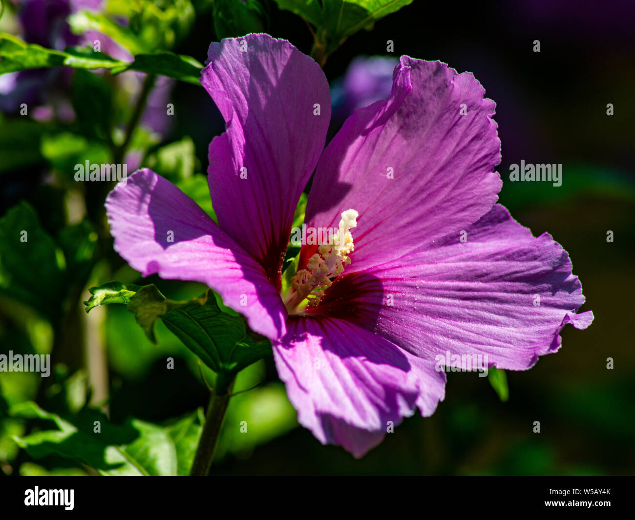 Nektar Bluten High Resolution Stock Photography and Images - Alamy