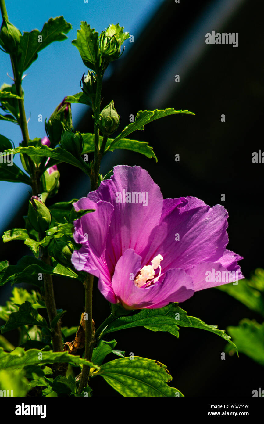 Violette, Malven, Blüten, mit, weissem, Stempel, grüne, Blätter, im Garten Stock Photo