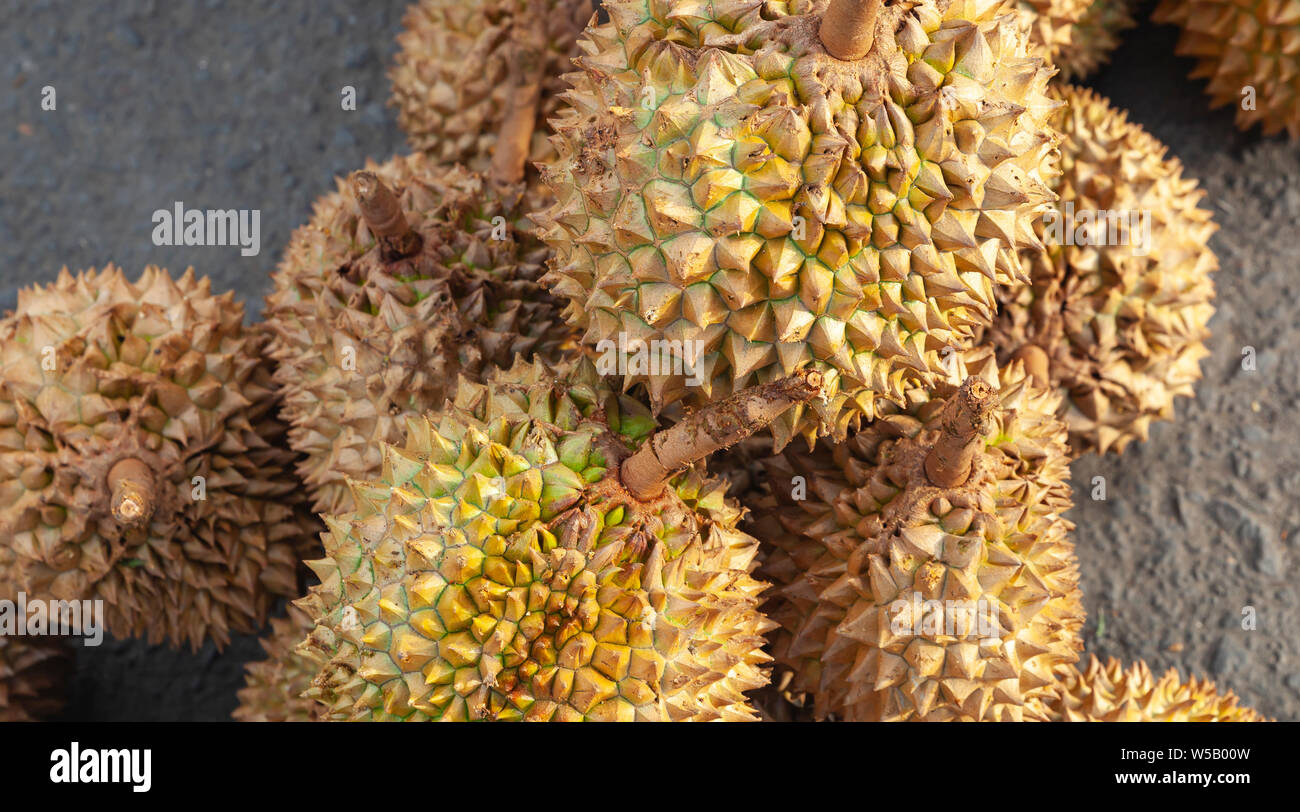 Durian fruits lay on a counter of marketplace. It is the fruit of