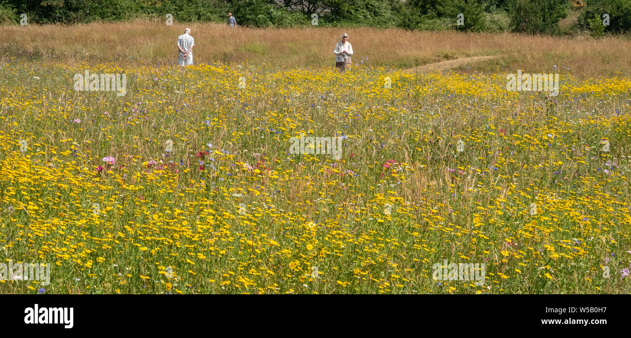 People in the wild flower meadow in the Byes, Sidmouth, 2019 Stock Photo