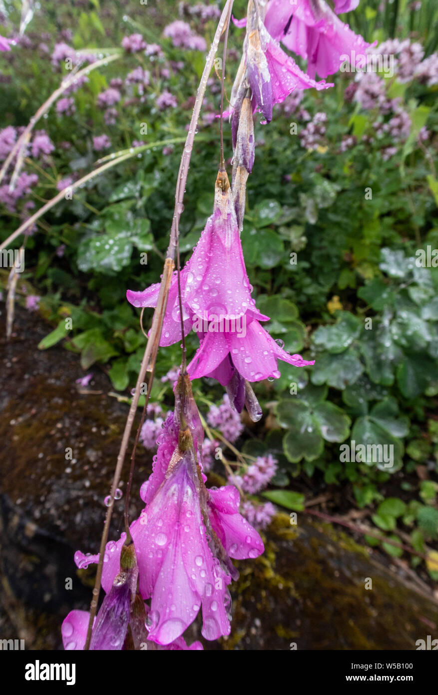 Dierama Merlin, Angels Fishing Rods, wandflower growing in a Devon garden  Stock Photo - Alamy