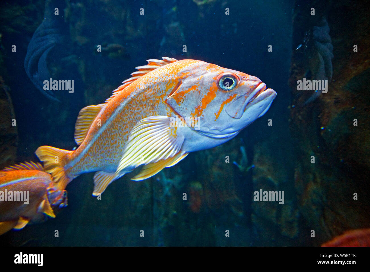 Canary Rockfish swimming over a reef in the northern Pacific Ocean the  Oregon coast. Stock Photo