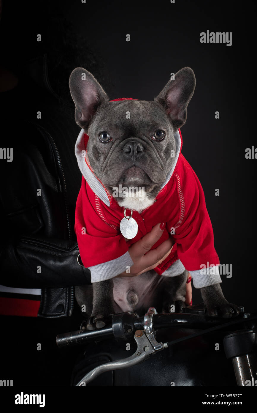 French bulldog sits on steering wheel of motorcycle in Santa clothes on black background Stock Photo
