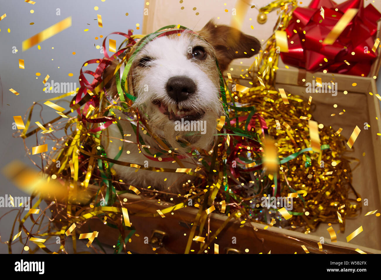 Funny jack russell dog between golden colorful serpentine streamers inside  a vintga suitcase celebrating new year, birthday or carnival Stock Photo -  Alamy