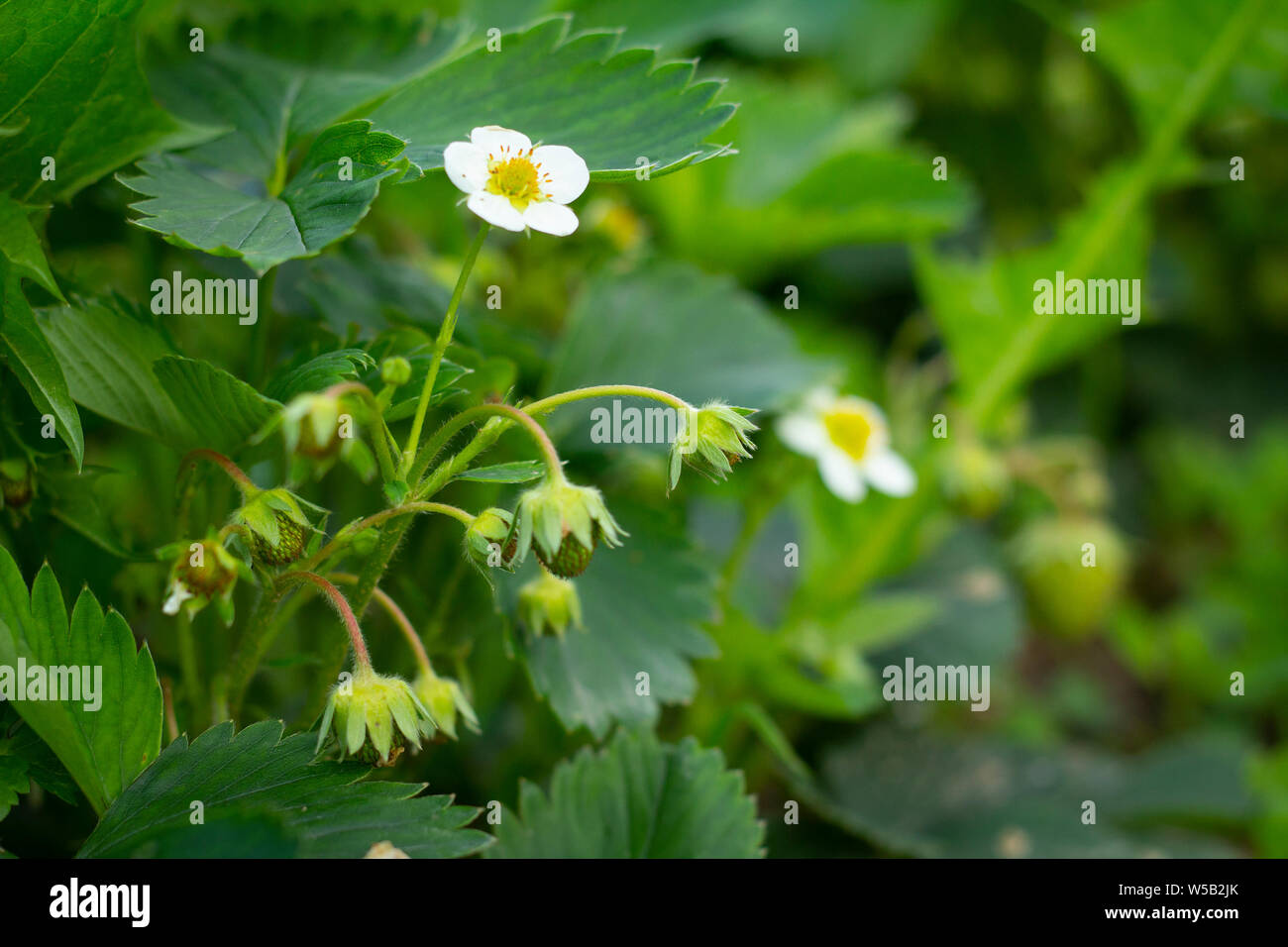 closeup of strawberry flowers growing in garden Stock Photo