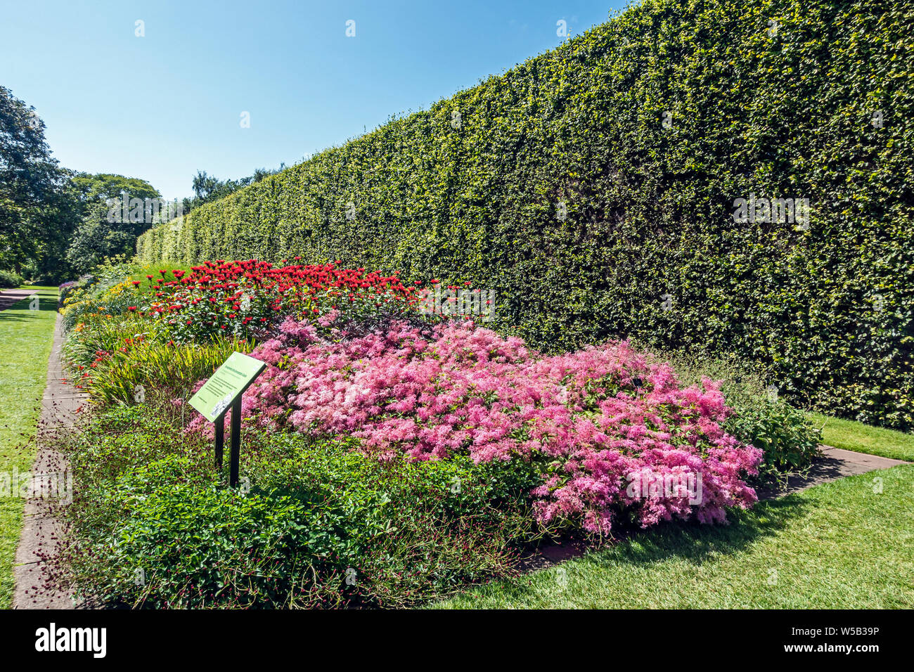 8 meters high beech hedge in the Royal Botanic Garden Inverleith Row Edinburgh Scotland UK with flower beds Stock Photo