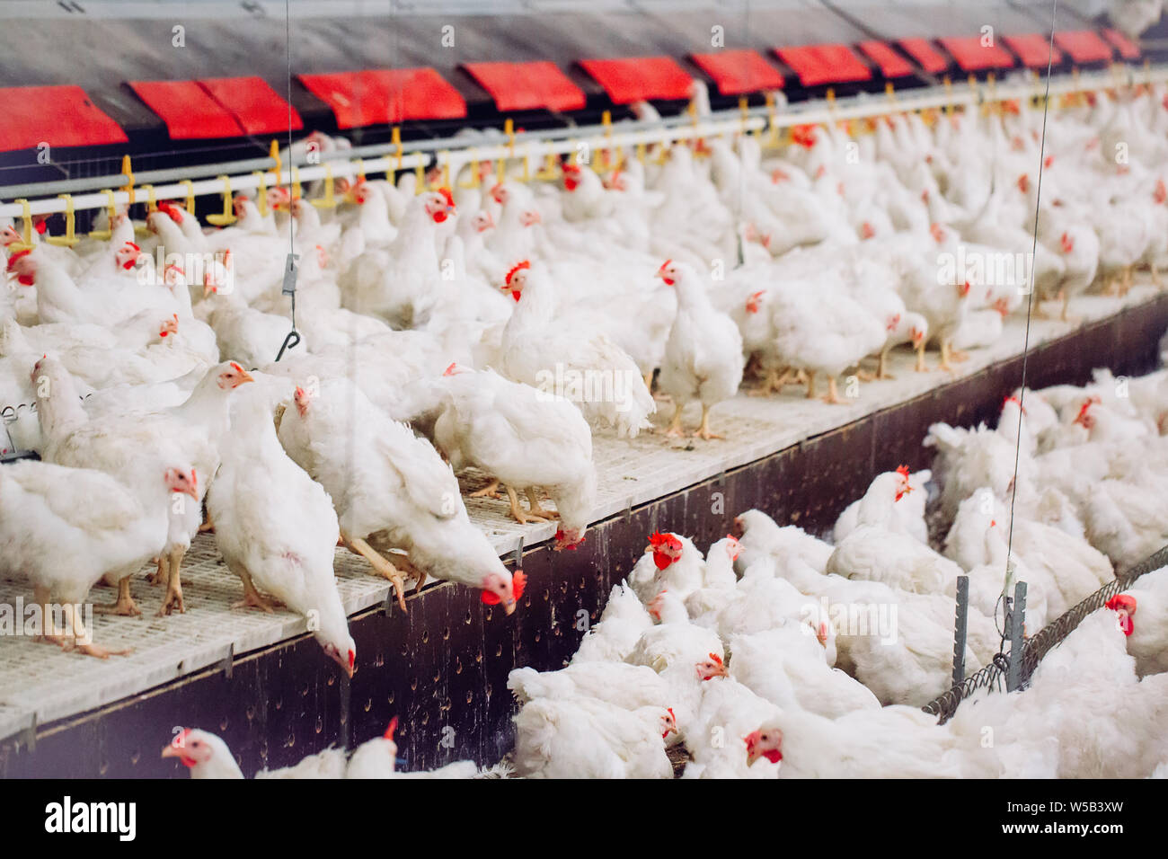 Big indoors modern chicken farm, chicken feeding Stock Photo Alamy