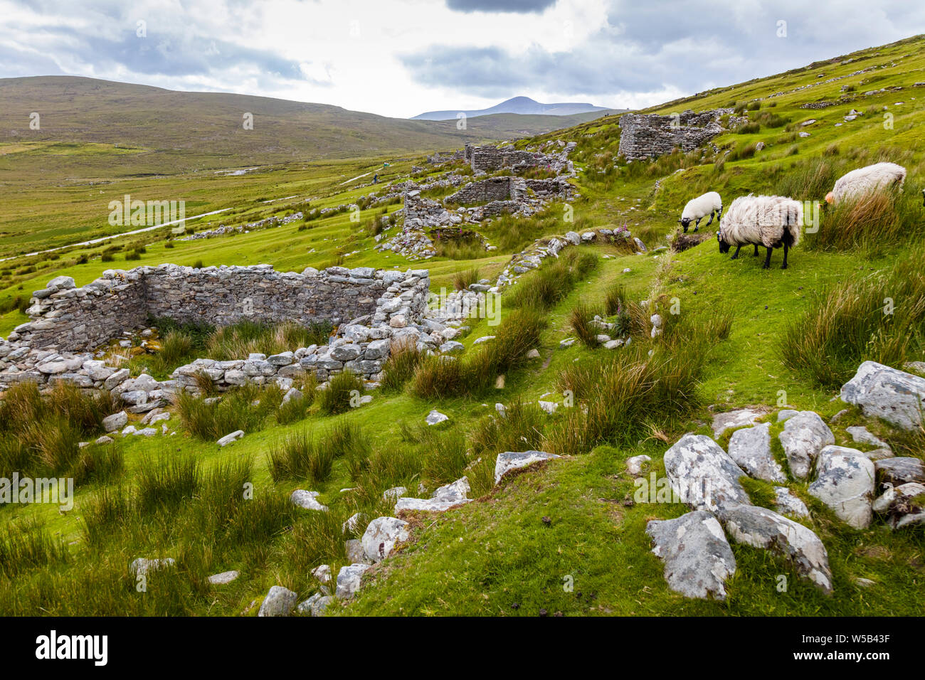 Sheep in the ruins of the deserted Village at Slievemore on Achill