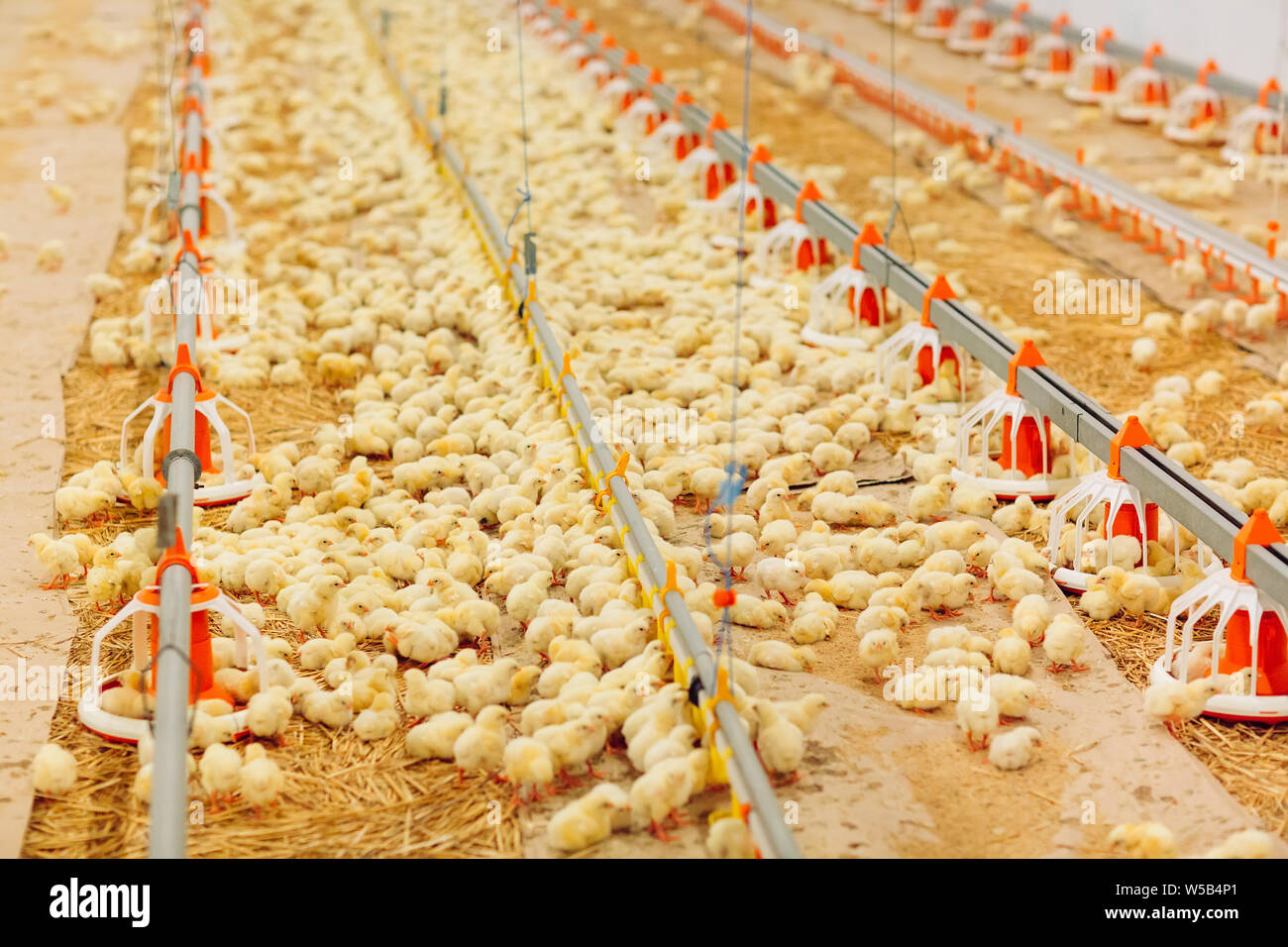 Big indoors modern chicken farm, chicken feeding Stock Photo Alamy
