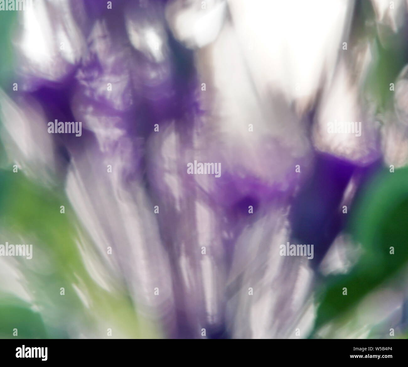 Abstract photo of purple flowers Stock Photo - Alamy